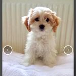 Baileyvegancavapoo - @baileyvegancavapoo - Instagram