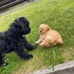 Vega og Bailey💖 - @bailey__vega - Instagram