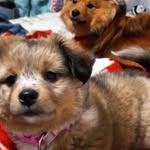 Chewy & Bailey Velasquez - @chewybailey95 - Instagram