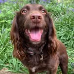 Bailey Vickers - @bailz.thespaniel - Instagram