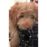 Bailey Villegas - @baileylabdoodle - Instagram