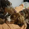 Bailey & Vincent - @bailey_the_cockerspaniel - TikTok