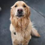 Bailey Taylor Wales - @bailey_wales_puppy_life - Instagram