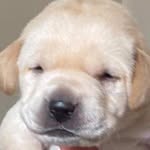 Bailey Wales - @bailey_the_cute_pup_ - Instagram