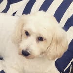 @princess_bailey_of_wales - Instagram