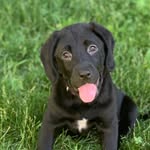 Bailey Walls - @baileytheblacklab2020 - Instagram