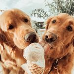 Bailey & Walter - @waltbailey_goldens - Instagram