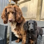 Bailey & Walter 🤎🖤🐾 - @lifewithbaileyandwalter - Instagram