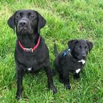 Bailey and Walter 🐾 - @bailey.walter.adventures - Instagram