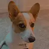 bailey&walter - @bailey_walter - TikTok