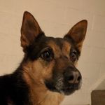 Bailey Ware - @baileythefoxdog - Instagram