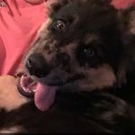 @bailey_warner_doge - Instagram