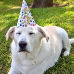 bailey weaver - @bailthedoggo - Instagram