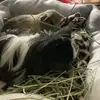 Bailey - @bailey._.weber - TikTok