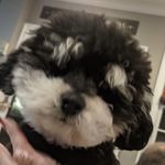 Bailey Weeks - @baileythetuxedopoodle - Instagram