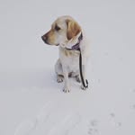 Bailey Wetzel - @bailey_the_hoosier_dog - Instagram