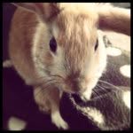 Bailey Whitaker - @bailey_rabbit - Instagram