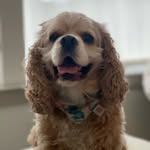 Bailey Whitaker - @baileybear_cocker - Instagram