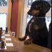 Bailey James Whyte - Facebook