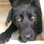 Bailey Wick - @baileywickthedog - Instagram