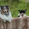 Boba and Bailey - @taywicklund - TikTok