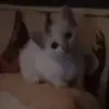 Bam.CHa - @bam.cha - TikTok