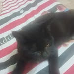 Callmex Bamcha - @bamchacooking - Instagram
