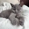 LifeOfBambi - @bambi_britishshorthair - TikTok
