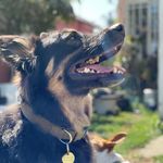 🖤 Bane 🖤 - @banethetjshepherd - Instagram