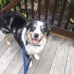 Bane | Australian Shepherd - @banetheaussiepup - Instagram