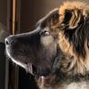 BANE - @bane.caucasianshepherd - TikTok