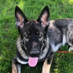 Bane - @bane.the.shepherd - Instagram