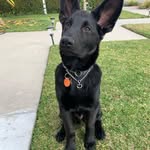 Bane - @bane_theshepherd - Instagram