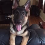 Bane Drenning - @_banetheshepherd - Instagram