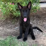 Bane - @germanshepherdbane - Instagram