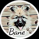 Bane Shepherd - @bane_shepherd - Instagram
