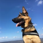 Bane the German Shepherd - @banethegermanshepherd - Instagram