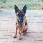 Bane the German Shepherd - @youresobane - Instagram