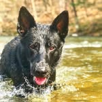 Bane The Shepherd - @bane_the_shepherd - Instagram