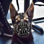 Bane the Shepherd 🦴🐺🐾 - @banetheshep - Instagram