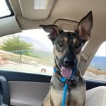 Bane Ulfric - @bane.the.dobershepherd - Instagram
