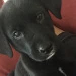 BanetheGoldenShepherd - @banethegoldenshepherd - Instagram