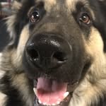 BaneTheShepherd - @banetheshepherd - Instagram