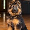 lyfeofbane - @banetheeshepherd - TikTok