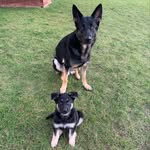 Zeus & Bane - @shepherd.zeus.bane - Instagram
