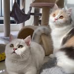 Bao & Bui - @bao_buibui - Instagram