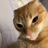 Bao Bui - @baobui2303 - TikTok