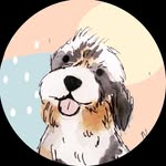 Bao the Bernedoodle 🥟 - @bao.doodle - Instagram