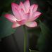 宝莹陈 - Facebook