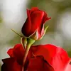 bapi gupta - @bapigupta24 - TikTok